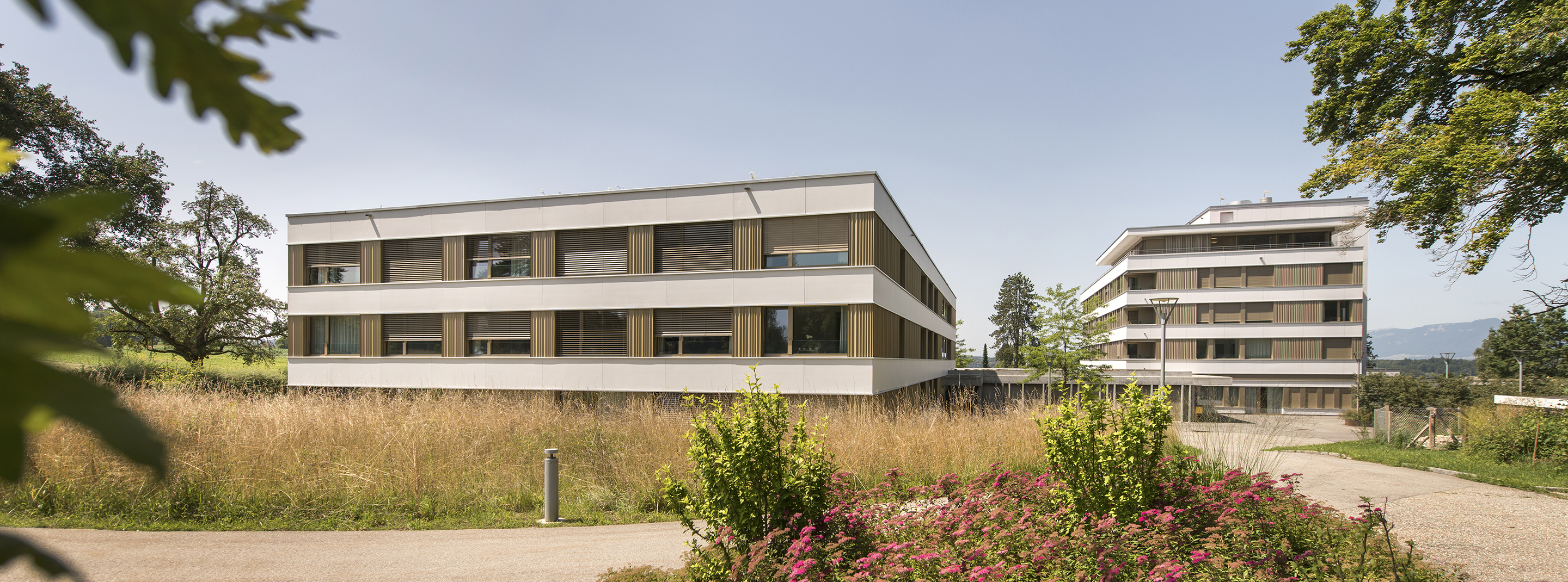 dahlia Herzogenbuchsee